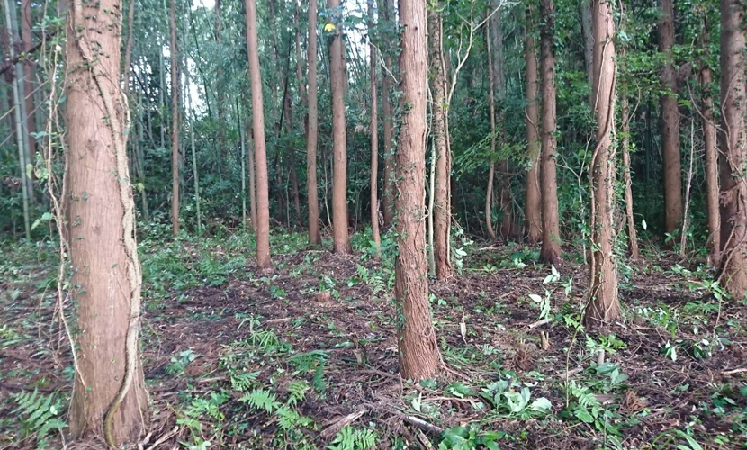 一日人の手が入っただけで綺麗になる、数の力は偉大なり